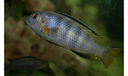 Pseudotropheus saulosi